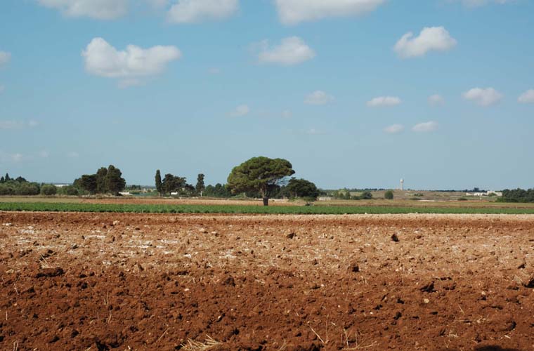 Puglia Landscape 1