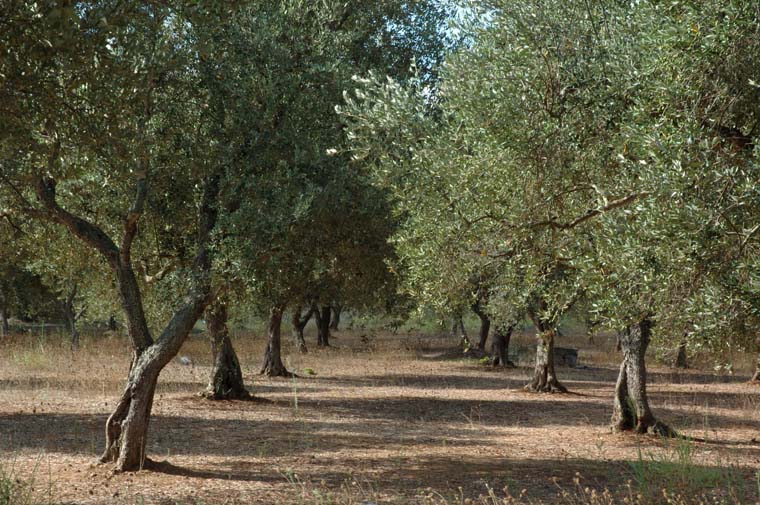 Puglia Olive GRove