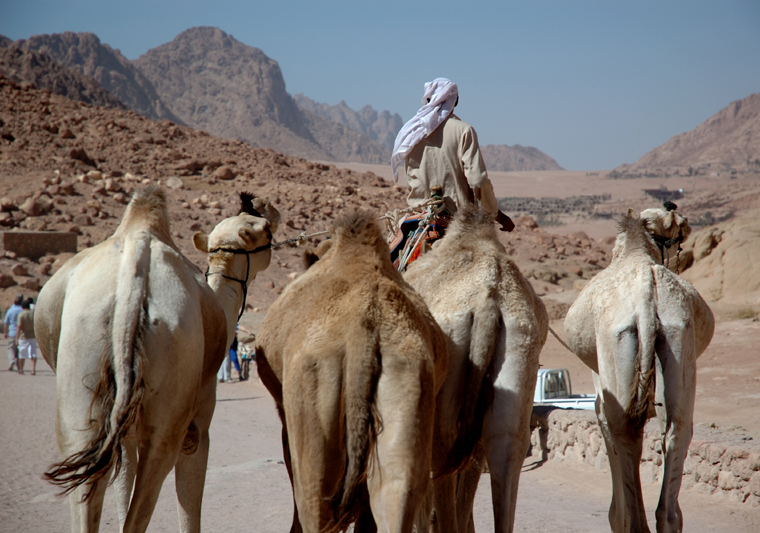 Bedouin Life in Egypt